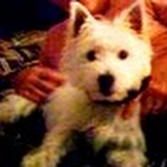 Meet your Posher, Rebe - Picture 1 of 2